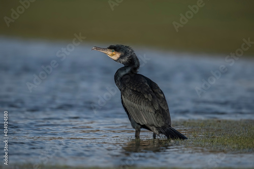 Cormorant in a flooded field, close up in Scotland in winter