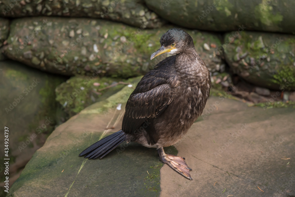 Fototapeta premium Cormorant sitting on a rock beside a river, in Scotland in the winter