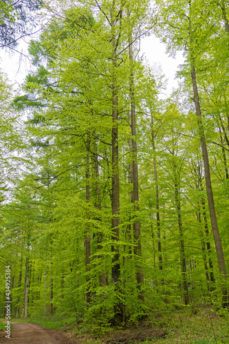 Wald im Nationalpark Eifel