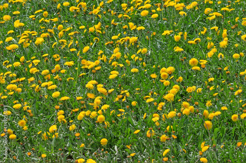 Fragment of a meadow with blooming dandelions close-up