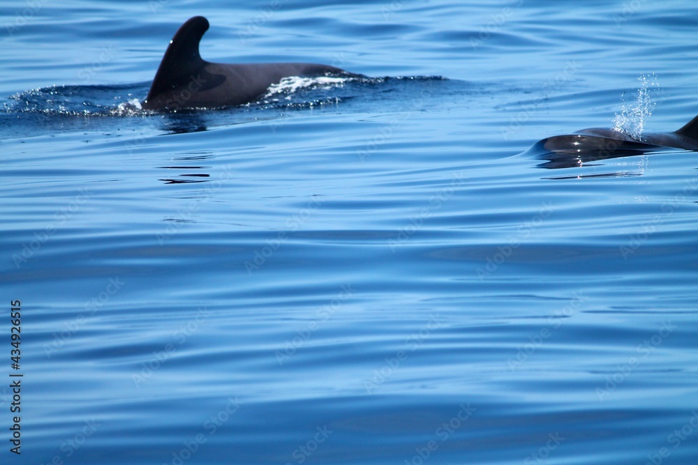 Obraz premium Pilotwale VII