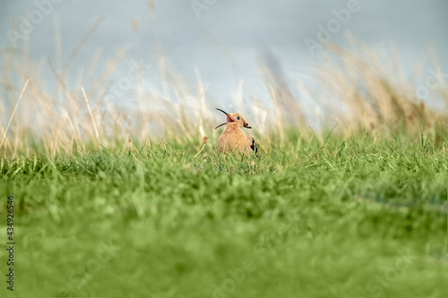Hoopoe, close up, looking for food on the grass, next to a beach in Scotland in the Autumn.