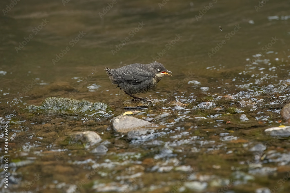 Dipper juvenile tweeting to be fed in a stream in Scotland in the springtime Dipper juvenile tweeting to be fed in a stream in Scotland in the springtime