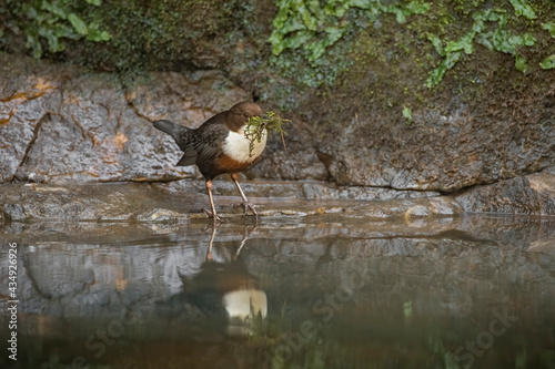 Dipper perched on a rock in a stream Scotland with nesting material in its beak photo