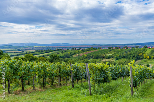 Summer vineyard nearby Strekov  Southern Slovakia
