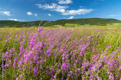 Blooming meadow in Tokaj region  Northern Hungary