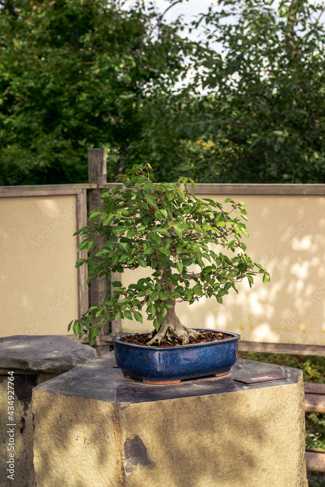 Bonsai tree on display in the japanese garden Bonsai tree on display in the japanese garden