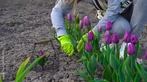 Gardener picking purple tulips in spring garden. Woman cuts flowers off with pruner putting them in basket. Purple flag variety close up photo