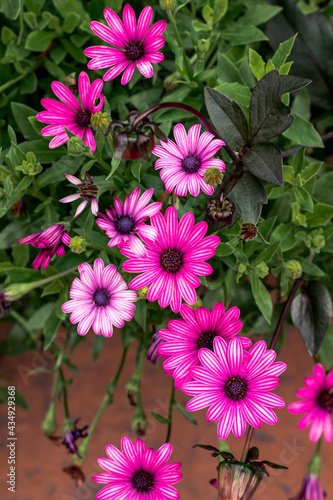 Small purple flowers in bloom in the summer