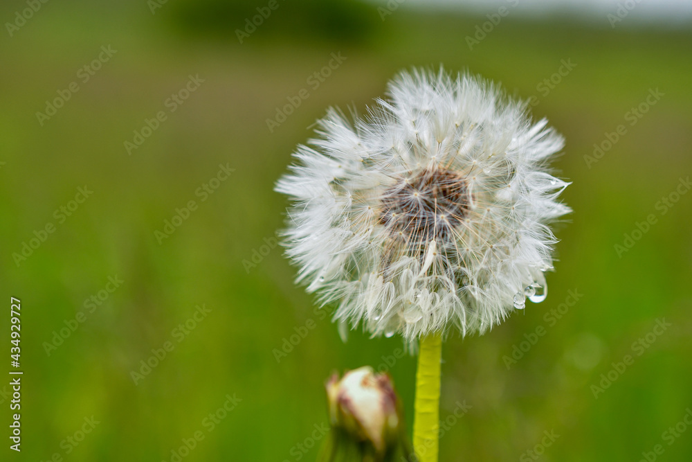 Fototapeta premium löwenzahn