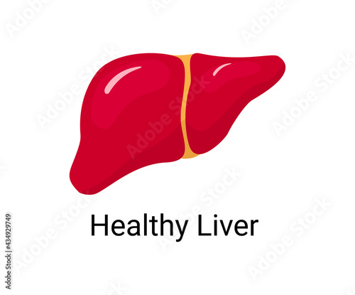 Human liver organ, Anatomy, medicine concept, Healthcare. Design element flat vector illustration
