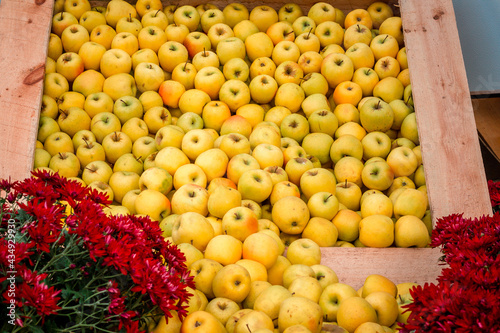 Apples on display in the seasonal greenhouse at the Frederik Meijer Gardens