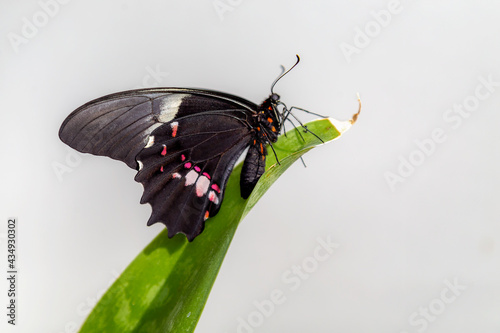 Black butterfly with red spots on branch. Very sharp close-up picture. Scientific name: Heraclides anchisiades capys. photo