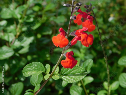 Autumn sage, or Salvia Greggii, red flowers photo