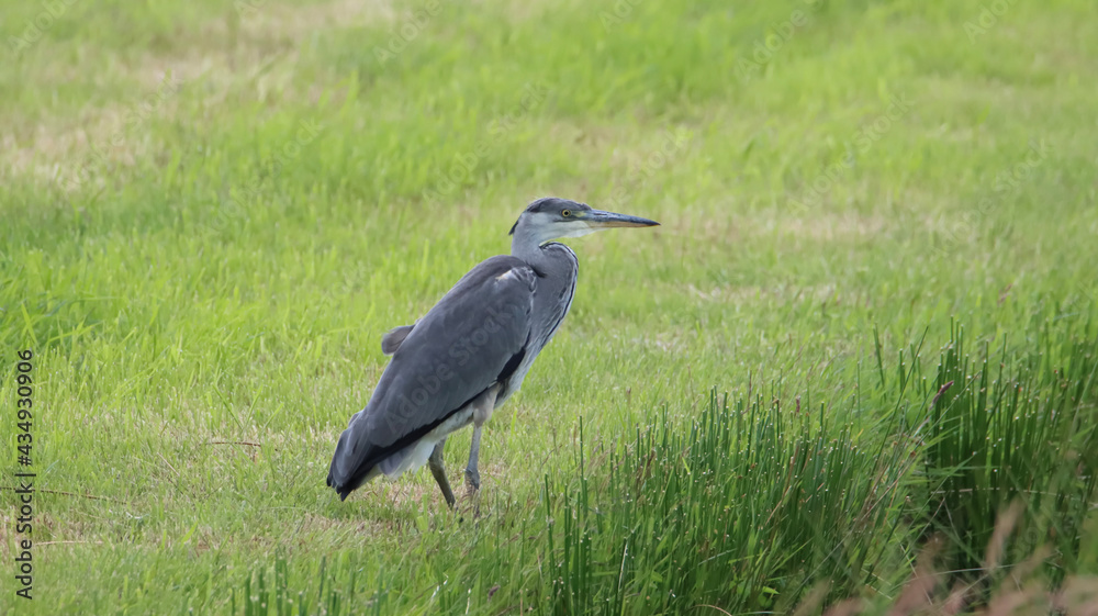 Fototapeta premium great blue heron