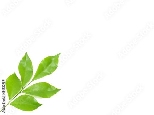 green leaves isolated on white © Kampanat