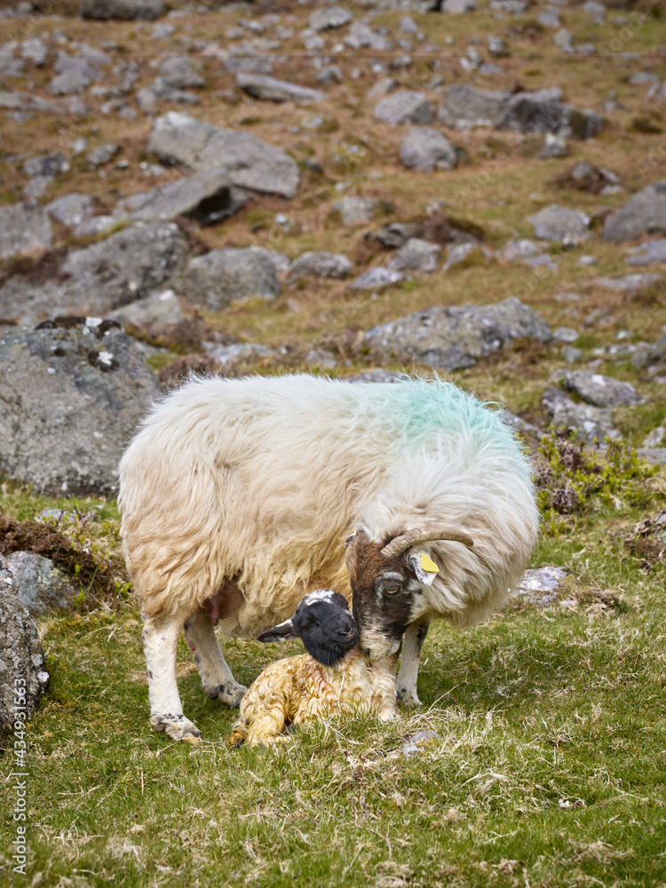 Fototapeta premium vertical photo of a horny sheep licking her breeding, newly born