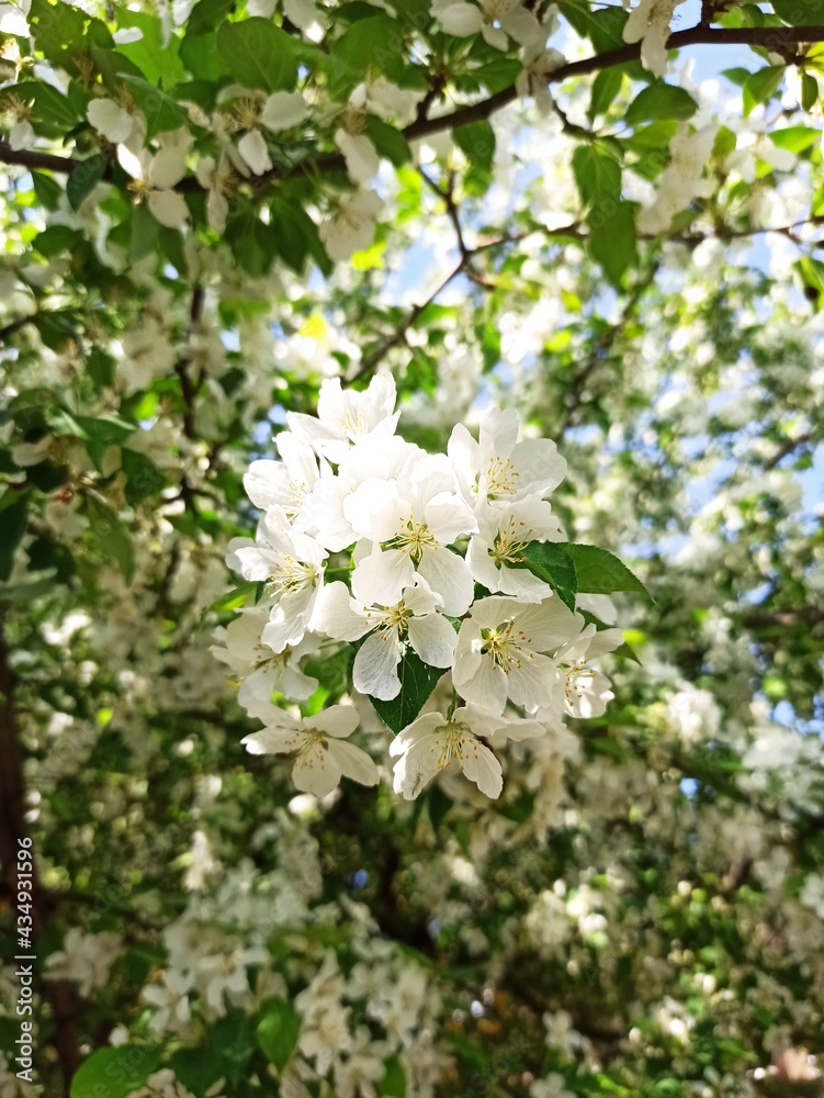 tree blossom tree blossom