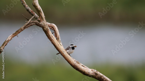 ladybird on a branch