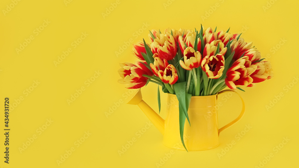 Fototapeta premium red and yellow tulips in tin can on yellow background