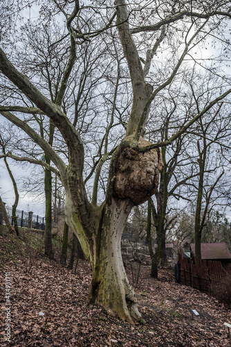 London plane tree with burl in Zoo and Botanical Garden, Torun city, Poland photo