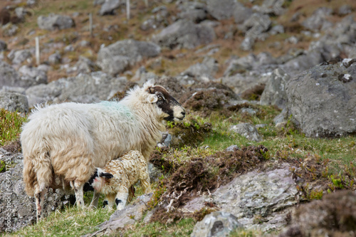 sheep of horns and ram recently born, swimming from the udder