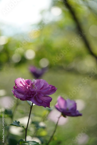 Double-petal, Light Pink Flowers of Rose of Sharon in Full Bloom  © MasterChefNobu