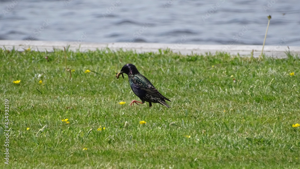 Fototapeta premium blackbird on the grass