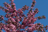 Blossoming of apple-tree Malus pumila 'Niedzwetzkyana' in landscape park of Krasnodar. Large dark pink inflorescences of Nedzwiecki apple tree against blue sky. Blurred background. Selective focus.