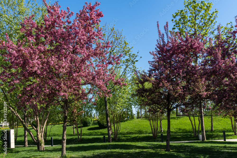 Naklejka premium Blooming apple tree Malus pumila 'Niedzwetzkyana' in landscape park of Krasnodar. Apple trees close up. Dark pink inflorescences of apple tree against blue sky. Blurred background. Selective focus.