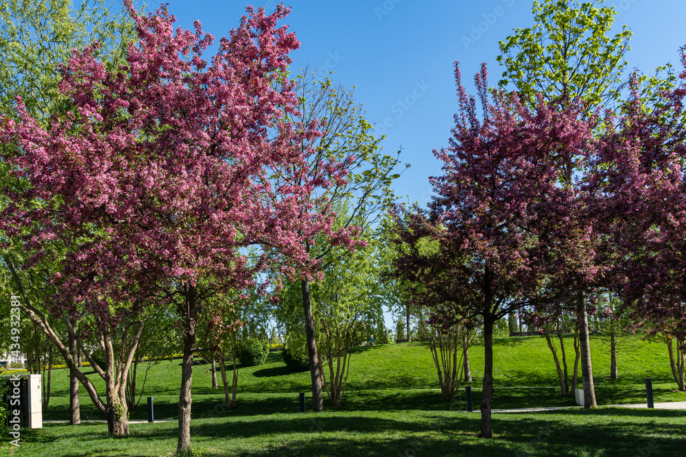 Blooming apple tree Malus pumila 'Niedzwetzkyana' in landscape park of Krasnodar. Apple trees close up. Dark pink inflorescences of apple tree against blue sky. Blurred background. Selective focus.