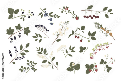 Vector color hand drawn flat illustration big set of forest and garden berry with branches, leaves, flowers and berries.
