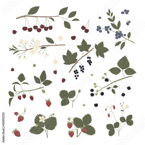 Wallpaper Mural Vector color hand drawn flat illustration set of garden berry with branches, leaves, flowers and berries. Isolated on white background. Cherry, blueberry, blackcurrant, dewberry, strawberry, raspberry Torontodigital.ca