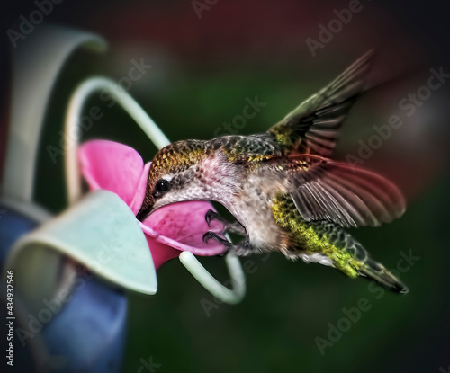 A humming bird getting food out of a feeder.
