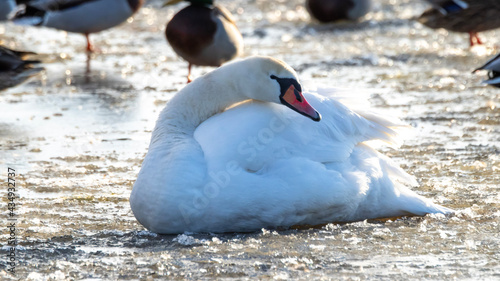 swans on the lake