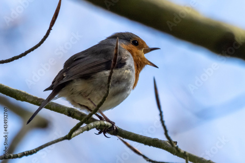 robin perched on a branch