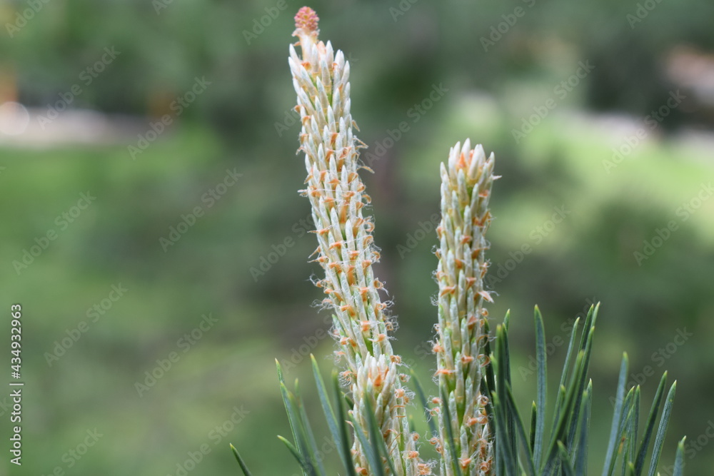 wheat field in summer