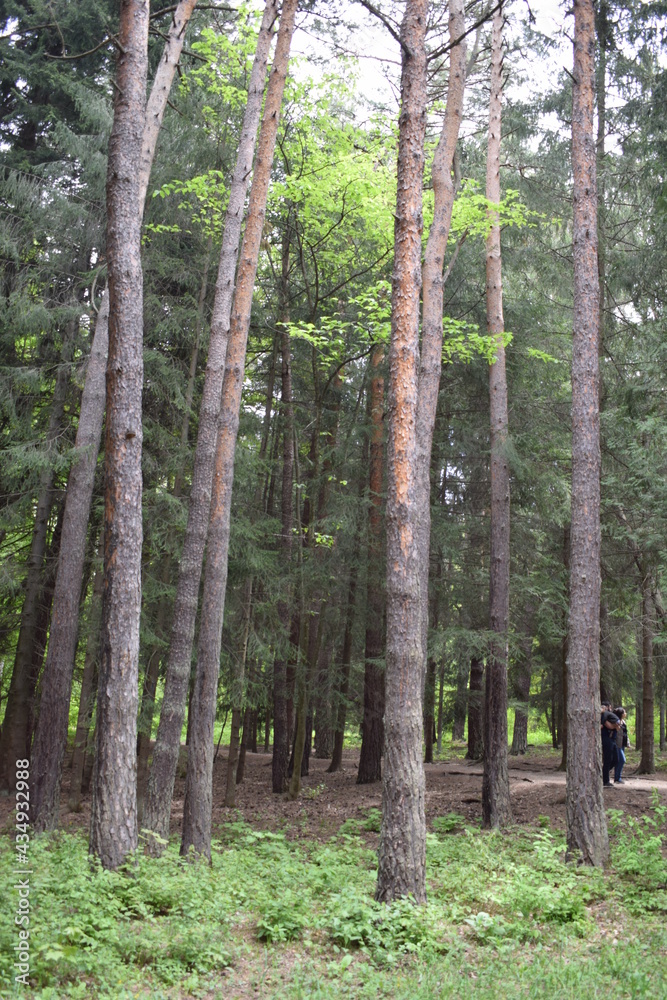 Fototapeta premium trees in the forest