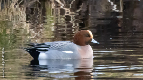 duck in the water