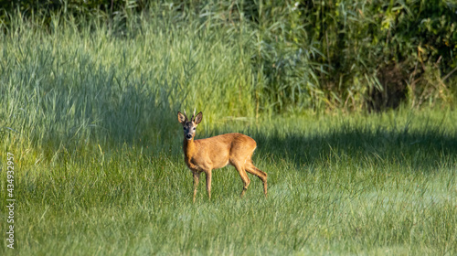 deer in the woods