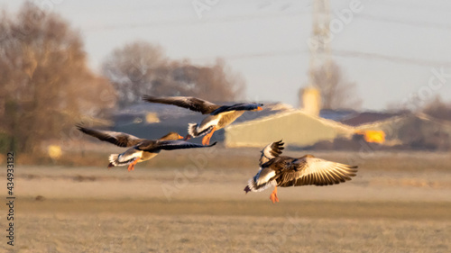 geese in flight