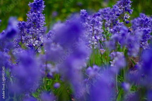 Bluebell flowers in the field