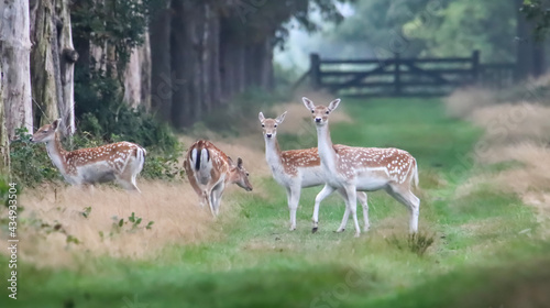group of deer