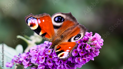 butterfly on flower