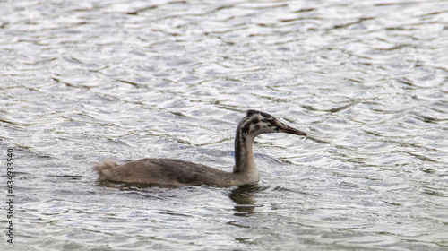 swan on the water