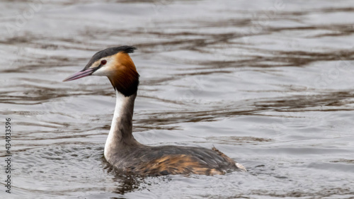 country goose in the water