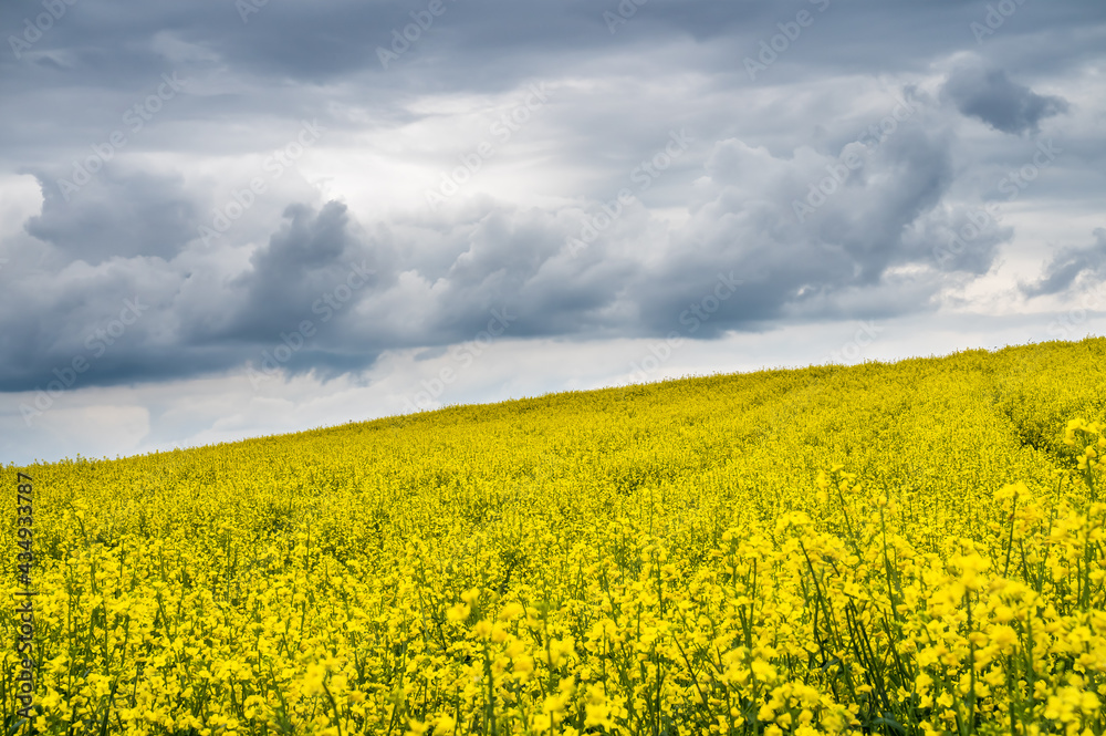 Obraz premium Rapeseed field under dramatic dark cloudy sky
