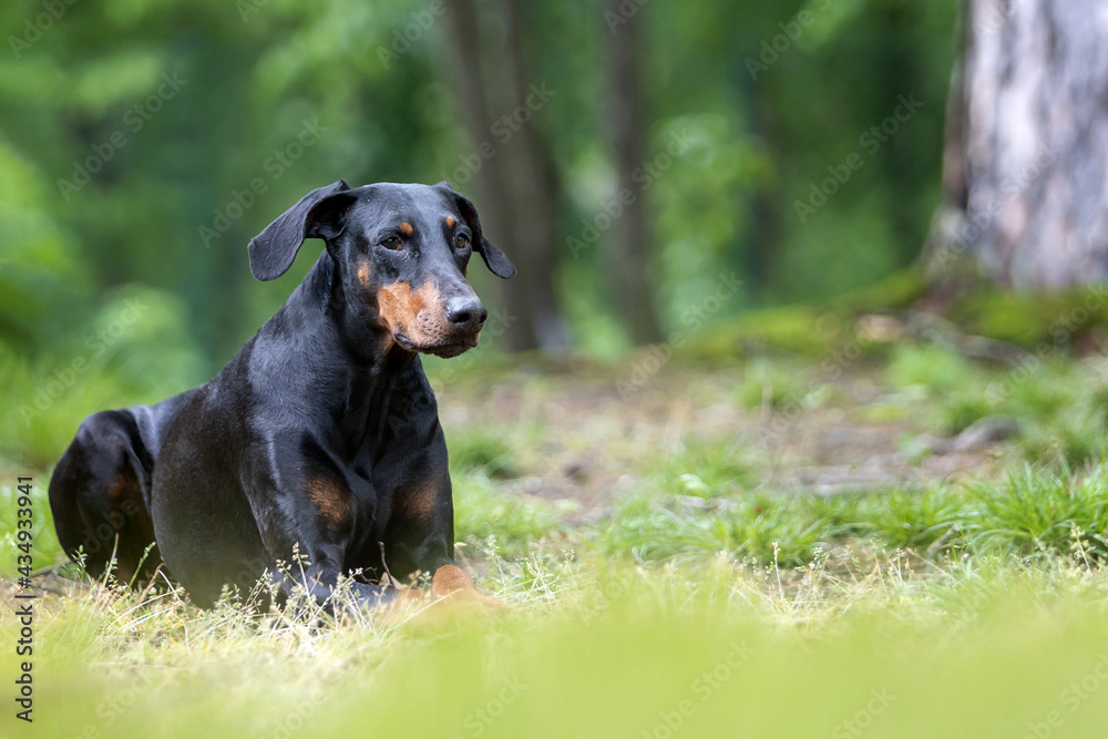 Dobermann outside