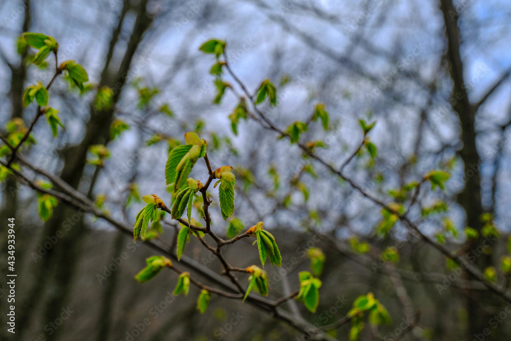 First fresh leaves on the tree across branches, and trees in soft sunlight. Springtime natural background. First fresh leaves on the tree across branches, and trees in soft sunlight. Springtime natural background.