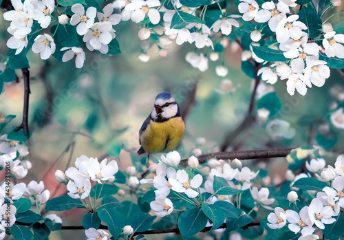 spring background with bird a chickadee sits on the branches of a May apple t...